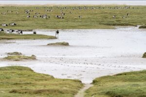 Resultaten van het Marker Waddenproject