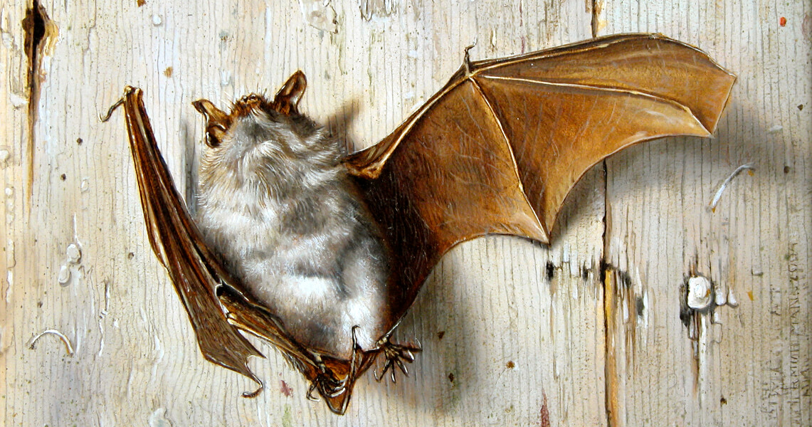 Vleermuisonderzoek voor isolatie blijft verplicht