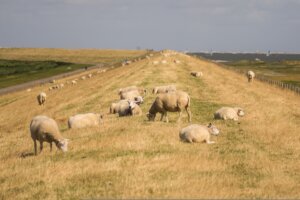 Dijken staan onder druk door droogte