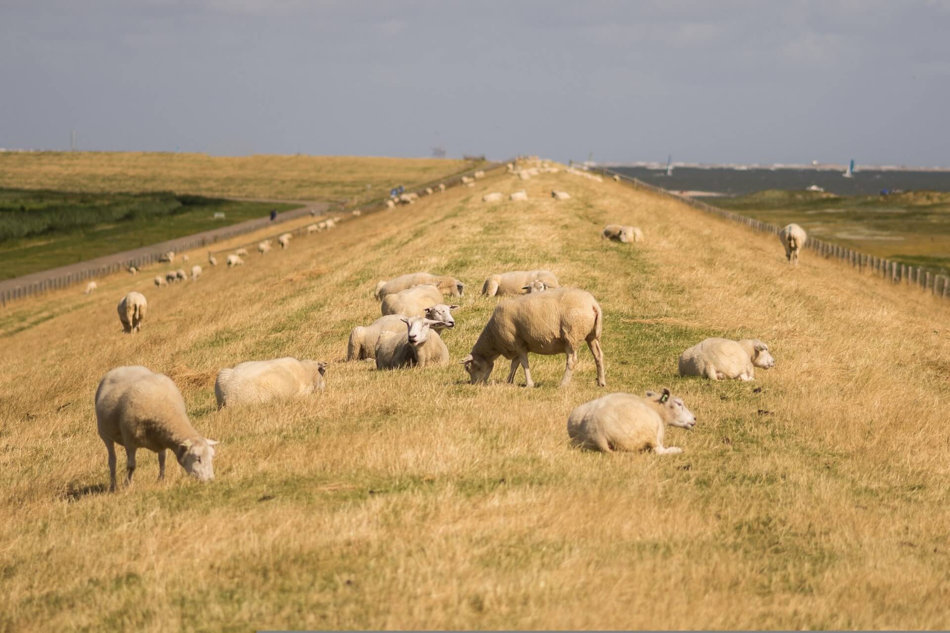 Dijken staan onder druk door droogte